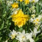 Daffodil (Narcissus) Double Dick Wilden 8 Bulbs Ready for Planting Now in UK Autumn Outdoor Gardens