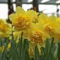 Daffodil (Narcissus) Double Dick Wilden 8 Bulbs Ready for Planting Now in UK Autumn Outdoor Gardens