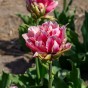 Tulipa Love Whisper 5 Bulbs Ready for Planting Now in UK Autumn Outdoor Gardens