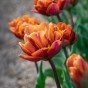 Tulipa Brazil 5 Bulbs Ready for Planting Now in UK Autumn Outdoor Gardens