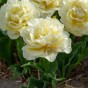 Tulip Avant Garde 7 Bulbs Ready for Planting Now in UK Autumn Outdoor Gardens