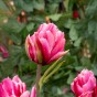 Tulipa Love Whisper 5 Bulbs Ready for Planting Now in UK Autumn Outdoor Gardens