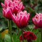 Tulipa Love Whisper 5 Bulbs Ready for Planting Now in UK Autumn Outdoor Gardens