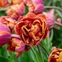 Tulipa Brazil 5 Bulbs Ready for Planting Now in UK Autumn Outdoor Gardens