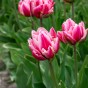 Tulipa Love Whisper 5 Bulbs Ready for Planting Now in UK Autumn Outdoor Gardens