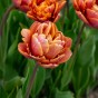 Tulipa Brazil 5 Bulbs Ready for Planting Now in UK Autumn Outdoor Gardens