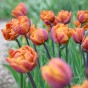 Tulipa Brazil 5 Bulbs Ready for Planting Now in UK Autumn Outdoor Gardens