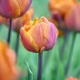 Tulipa Brazil 5 Bulbs Ready for Planting Now in UK Autumn Outdoor Gardens