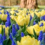 Tulip Avant Garde 7 Bulbs Ready for Planting Now in UK Autumn Outdoor Gardens
