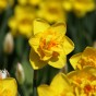 Daffodil (Narcissus) Double Dick Wilden 8 Bulbs Ready for Planting Now in UK Autumn Outdoor Gardens
