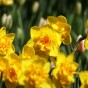 Daffodil (Narcissus) Double Dick Wilden 8 Bulbs Ready for Planting Now in UK Autumn Outdoor Gardens