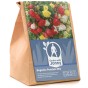 Begonia Pendula Mix (3 Bulbs)