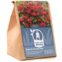 Begonia pendula red (2 Bulbs)