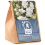 Begonia pendula white (2 Bulbs)