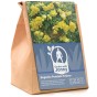 Begonia pendula yellow (2 Bulbs)