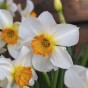 Orange Lasagne Mix: Daffodil Barret Browning, Hyacinthus Gipsy Queen, Tulip Orange Dream, 11 Bulbs Ready for Planting Now in UK Autumn Outdoor Gardens