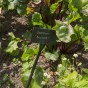 Jamieson Brothers® Beetroot Boltardy Vegetable Seeds (Approx.280 seeds)
