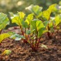 The Fast Harvest Kitchen Garden Bundle 6 Pack (Lettuce Mesclun Mix, Carrot Maestro, Lettuce Parris Island Cos, Spring Onion White Lisbon, Radish French Breakfast, Beetroot Boltardy)