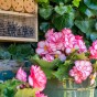 Begonia Bouton De Rose (Begonia Semperflorens-Cultorum) 3x Spring Planting Flower Bulbs