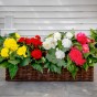 Begonia Fimbriata Mix (Begonia Fimbriata) 3x Spring Planting Flower Bulbs