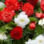 Begonia Fimbriata Red/White (Begonia Semperflorens-Cultorum) 3x Spring Planting Flower Bulbs