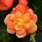 Begonia Illumination Apricot Shades (Begonia X Tuberhybrida) 4x Spring Planting Flower Bulbs| Flower Bulbs for Planting Now UK | Plant Garden Outdoor | Jamieson Brothers