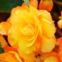 Begonia Illumination Apricot Shades (Begonia X Tuberhybrida) 4x Spring Planting Flower Bulbs| Flower Bulbs for Planting Now UK | Plant Garden Outdoor | Jamieson Brothers