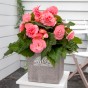 Begonia Non Stop Pink (Begonia Semperflorens-Cultorum) 3x Spring Planting Flower Bulbs