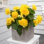 Begonia Non Stop Yellow (Begonia Semperflorens-Cultorum) 3x Spring Planting Flower Bulbs