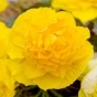 Begonia Non Stop Yellow (Begonia Semperflorens-Cultorum) 3x Spring Planting Flower Bulbs