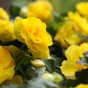 Begonia Non Stop Yellow (Begonia Semperflorens-Cultorum) 3x Spring Planting Flower Bulbs
