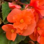 Begonia Pendula Orange (Begonia Semperflorens-Cultorum) 3x Spring Planting Flower Bulbs