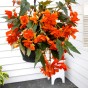 Begonia Pendula Orange (Begonia Semperflorens-Cultorum) 3x Spring Planting Flower Bulbs