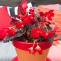 Begonia Pendula Red (Begonia Semperflorens-Cultorum) 3x Spring Planting Flower Bulbs