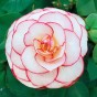 Begonia Picotee White/Red (Begonia X Tuberhybrida) 4x Spring Planting Flower Bulbs| Flower Bulbs for Planting Now UK | Plant Garden Outdoor | Jamieson Brothers