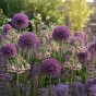 Best Friends, Mystical Melody: Allium Bulgaricum & Allium Ostara, 10 Bulbs Ready for Planting Now in UK Autumn Outdoor Gardens