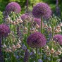 Best Friends, Mystical Melody: Allium Bulgaricum & Allium Ostara, 10 Bulbs Ready for Planting Now in UK Autumn Outdoor Gardens