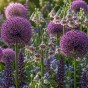 Best Friends, Mystical Melody: Allium Bulgaricum & Allium Ostara, 10 Bulbs Ready for Planting Now in UK Autumn Outdoor Gardens
