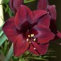 Amaryllis Black Pearl Gift Box (1 Large 28/30cm Pre-Potted Bulb) Hippeastrum Ready for Planting Now in UK Indoor Flowering Christmas Garden Gift
