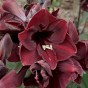 Amaryllis Black Pearl Gift Box (1 Large 28/30cm Pre-Potted Bulb) Hippeastrum Ready for Planting Now in UK Indoor Flowering Christmas Garden Gift