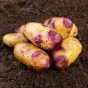 Jamieson Brothers Blue Belle - 8 tuber pack