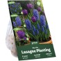 Blue Spring Flowering Lasagne Bulb Planting Kit - Layered Perennial Flower Bulbs for Garden Pots & Containers, Mixed Tulips, Muscari & Hyacinths – by Jamieson Brothers