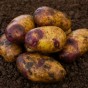 Blue Belle Seed Potatoes