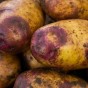 Blue Belle Seed Potatoes