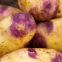 Blue Belle Seed Potatoes