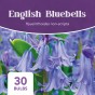 English Bluebells (30 bulbs) - by Jamieson Brothers® 