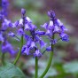 Garden with Jonny English Bluebell Field Grown 30 Bulbs