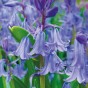 Garden with Jonny English Bluebell Field Grown 30 Bulbs