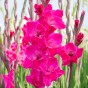 Bouquet Flowering - Pink Gladiolus Box (Dahlia Pinnata) 9x Spring Planting Flower Bulbs| Flower Bulbs for Planting Now UK | Plant Garden Outdoor
