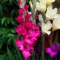 Bouquet Flowering - Pink Gladiolus Box (Dahlia Pinnata) 9x Spring Planting Flower Bulbs| Flower Bulbs for Planting Now UK | Plant Garden Outdoor